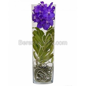 Орхидея Ванда сине-фиолетового цвета (70см.)